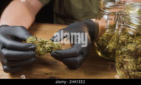 Hands holding a dry cannabis flower bud, prepared for trimming. On the table are storage glass jars full of CBD buds. Stock Photo