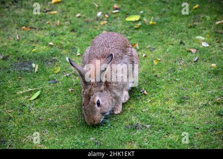 The hare sits on the grass in the middle of the frame and eats the grass. The foreground and background are heavily blurred Stock Photo