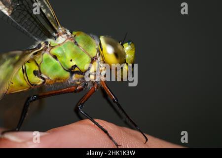 Portrait of an emperor dragonfly (Anax imperator) sitting on a finger Stock Photo