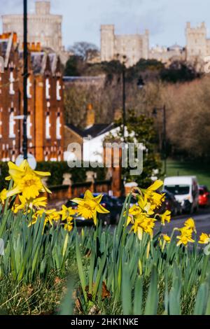 Windsor, UK. 1st February, 2022. Daffodils are pictured in flower against a backdrop of Windsor Castle. London and South-East England have been experiencing a spell of unseasonably warm weather in recent days. Credit: Mark Kerrison/Alamy Live News Stock Photo