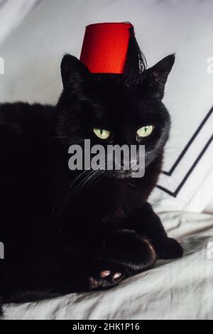black cat lounging wearing tiny red Fez hat Stock Photo