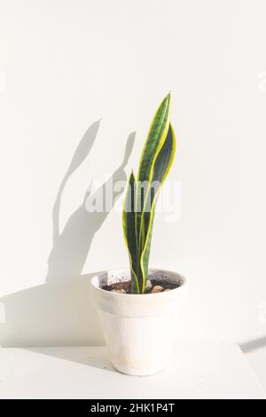 Sansevieria plant in pot on white table Stock Photo
