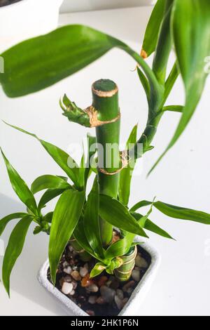 close up indoor small bamboo plant in white pot Stock Photo