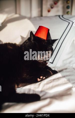 black cat lounging wearing tiny red Fez hat Stock Photo