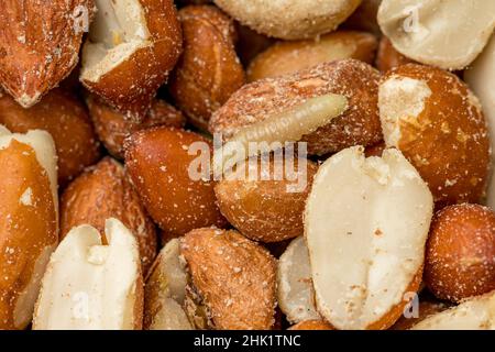 Indian Meal Moth larva in peanuts. Concept of grain storage pest, food damage and insect control. Stock Photo