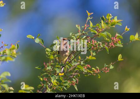 Cedar waxwing in a serviceberry bush. Stock Photo