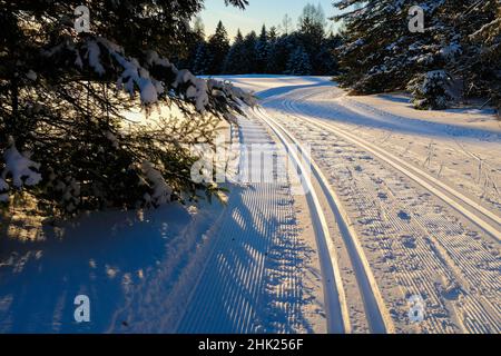 Well-groomed cross country ski tracks at the Craftsbury Outdoor Center in Craftsbury, VT, USA. Stock Photo