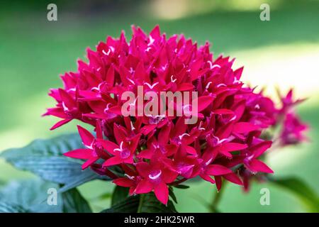 Red pentas, butterfly plant called lipstick in the summer garden. Closeup of the red blossoms also known as egyptian stars. Stock Photo