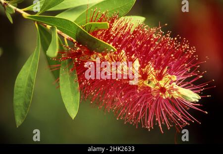 RE BOTTLEBRUSH FLOWER (CALLISTEMON CITRINUS) Stock Photo