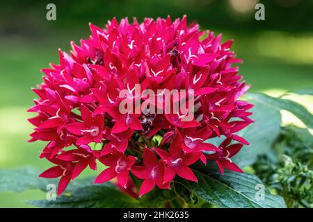 Red pentas, butterfly plant called lipstick. Closeup of a blossom in the summer garden. Stock Photo
