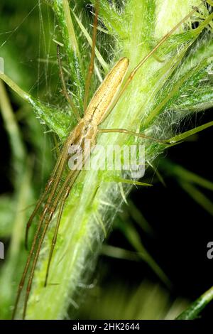 Tailed grass spider (Argiope protensa) on scotch thistle Stock Photo