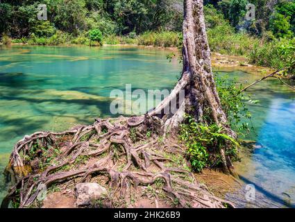 Long exposure of a tree by the turquoise waters of the Semuc Champey waterfalls and the Cahabon river, Guatemala. Stock Photo