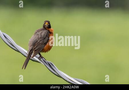 Young Fledgling Americna Robin (Turdus migratorius) Perched on a Hydro Power Line Looking At Camera Stock Photo