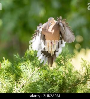 Mourning Dove (Zenaida Macroura} Coming In For A Landing Wings Spread Claws Out Stock Photo