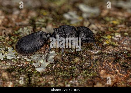 Adult Black Queen Turtle Ant of the Genus Cephalotes Stock Photo