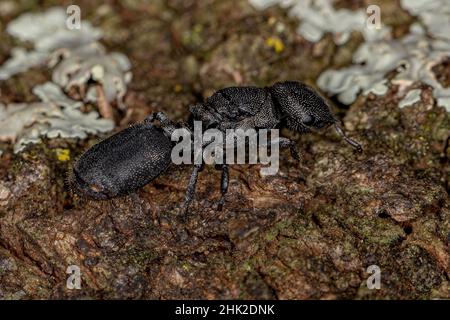 Adult Black Queen Turtle Ant of the Genus Cephalotes Stock Photo