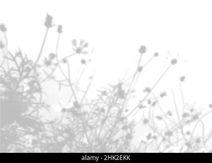 Summer background from the shadow of a sprig of field grass on a white wall. White and black for photo or mockup Stock Vector