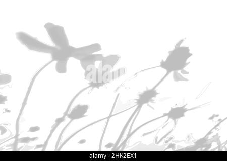 Summer background from the shadow of a sprig of field grass on a white wall. White and black for photo or mockup Stock Vector