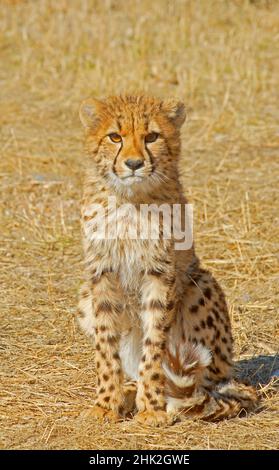 Leopard (Panthera pardus), Etosha park, Botswana Stock Photo