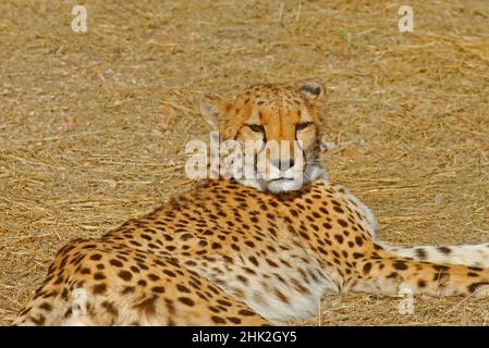 leopard, Etosha park, Namibia Stock Photo