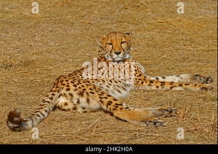 leopard, Etosha park, Namibia Stock Photo