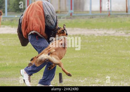 A dog of the German Boxer breed holds a bite sleeve in its mouth. K9 training. Motion Blur, Defocus, Noise, Grain Effect. Stock Photo