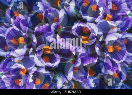 Crocus photo montage. Stock Photo