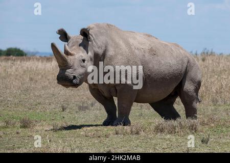 Africa, Kenya, Ol Pejeta Conservancy, one of the last 2 critically endangered Northern white rhinos. Stock Photo