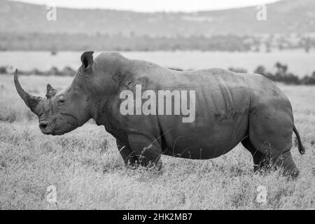 Africa, Kenya, Laikipia Plateau, Ol Pejeta Conservancy. Southern white rhinoceros (Ceratotherium simum simum) lone male. Stock Photo