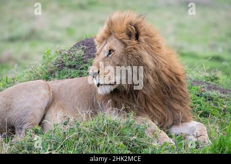 Africa, Kenya, Northern Serengeti Plains, Maasai Mara. Male lion Stock Photo