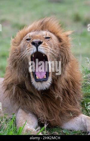 Africa, Kenya, Serengeti Plains, Maasai Mara. Male lion yawning. Stock Photo