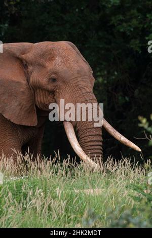 An African elephant, Loxodonta africana, with long tusks, walking in a forest, Tsavo, Kenya. Stock Photo