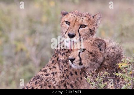 Cheetah cubs bonding, while waiting the call for dinner. Serengeti. Tanzania. Africa. Stock Photo