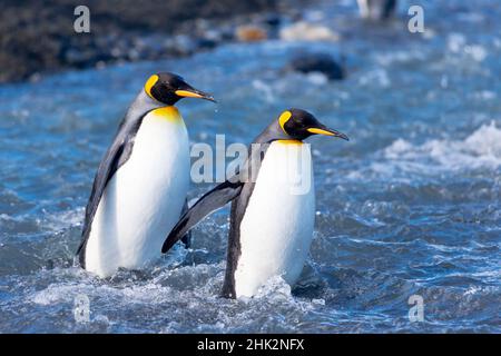 Southern Ocean, South Georgia. Two king penguins walk through a swiftly running river. Stock Photo