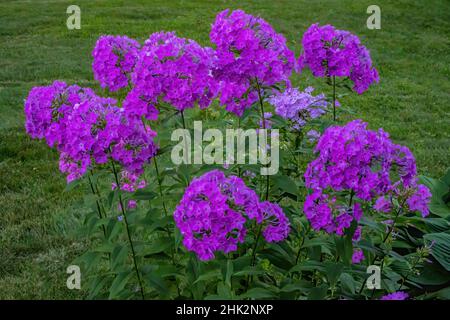 Tall purple phlox flower in a summer garden. Stock Photo