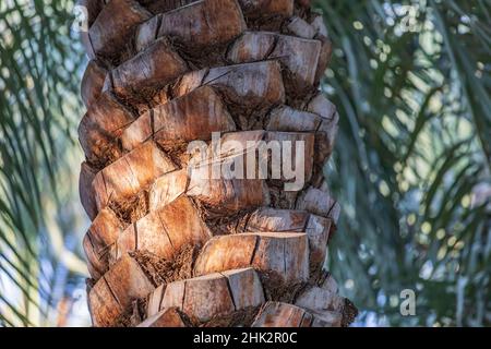 Middle East, Arabian Peninsula, Oman, Ad Dakhiliyah, Nizwa. Close-up of a palm tree trunk in Nizwa, Oman. Stock Photo
