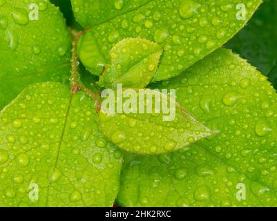 Water drops on Salal leaves Stock Photo