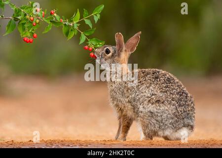 Eastern Cottontail (Sylvilagus floridanus) feeding Stock Photo