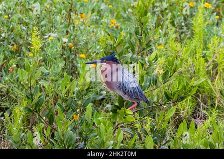 Green Heron (Butorides virescens) standing in shrubs Stock Photo