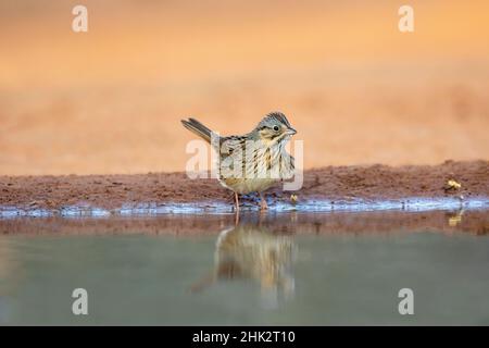 Lincoln's Sparrow (Melospiza lincolnii) drinking Stock Photo