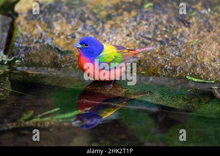 Painted Bunting (Passerina ciris) in spring Stock Photo