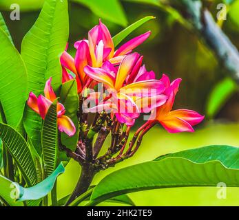 Frangipani Plumeria, Moorea, Tahiti, French Polynesia. Stock Photo