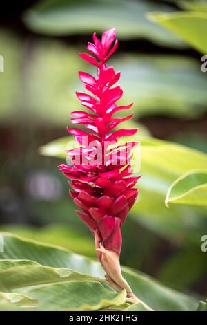 Orange torch ginger flower Stock Photo - Alamy