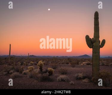 USA, Arizona, Kofa National Wildlife Refuge, Sunset light on ...