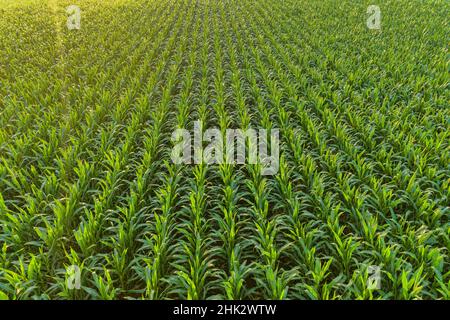 Aerial view of corn field, Marion County, Illinois Stock Photo