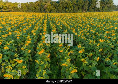Aerial view of a Sunflower field at sunrise, Jasper County, Illinois Stock Photo