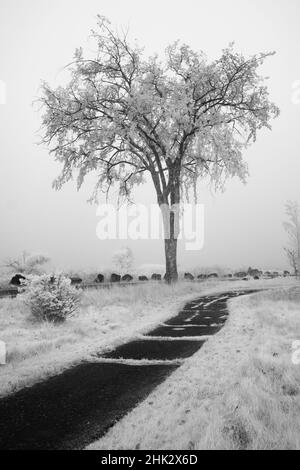 USA, Minnesota, Duluth, Park Point, Boardwalk over Dunes Stock Photo