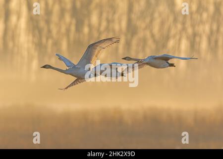 Trumpeter Swans (Cygnus buccinator) in flight at sunrise Riverlands Migratory Bird Sanctuary, West Alton, Missouri Stock Photo