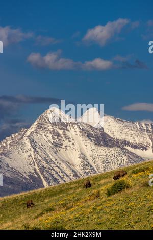 Bison bulls grazing in balsamroot with dramatic Mission Mountains at the National Bison Range in Moiese, Montana, USA Stock Photo