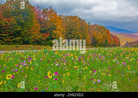 USA, New Hampshire, White Mountains in background with meridian planted with flowers along Interstate 95. Stock Photo